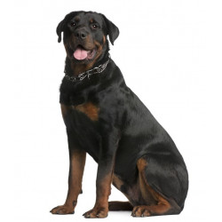 Sticker Rottweiler debout garde