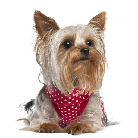 Sticker mural Chien Yorkshire