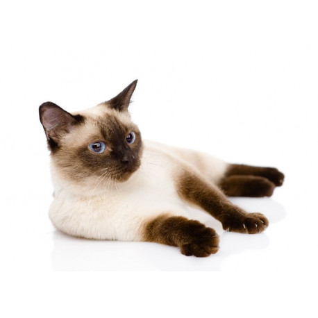 Sticker Chats chaton mignon