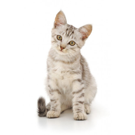 Sticker Chats chaton miaule