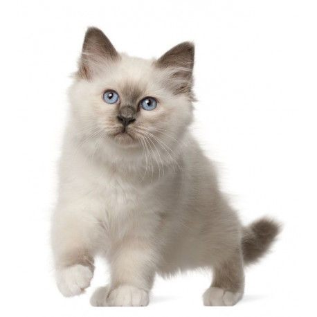 Sticker Chats chaton veut jouer