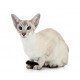 Sticker Chats chaton debout