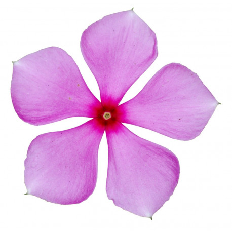 Sticker deco Fleurs rose zen