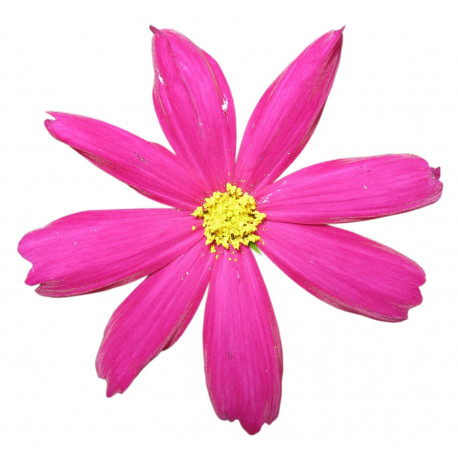 Sticker Fleurs rose zen