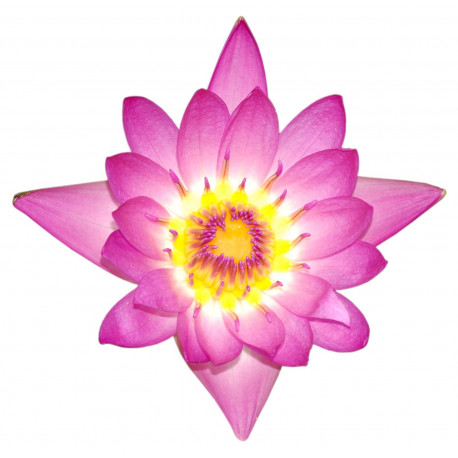 Sticker Fleurs rose zen