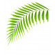 Sticker Palmier feuille
