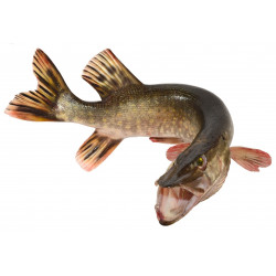 Sticker muraux brochet