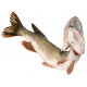 Sticker brochet chasse