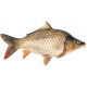 Sticker carpe etang