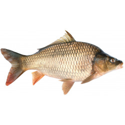 Sticker carpe etang
