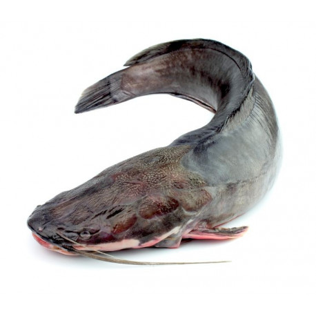 Autocollant poisson chat