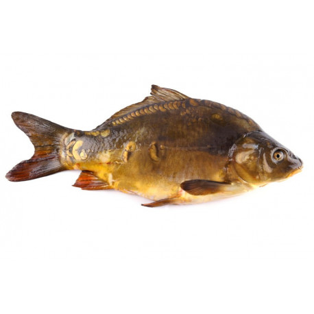 Sticker carpe grosse