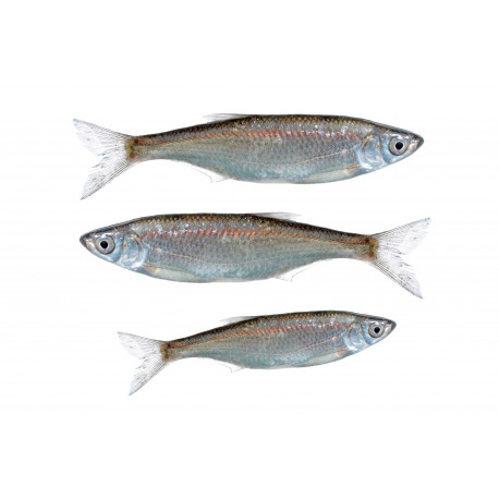 Sticker poisson Ablettes