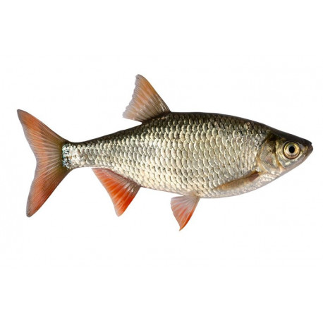 Sticker poisson gardon côté