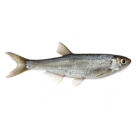 Sticker muraux poisson gardon fin