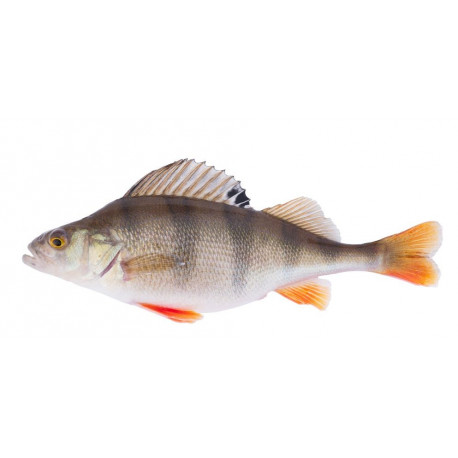 Sticker mural poisson perche