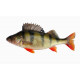 Sticker poisson perche