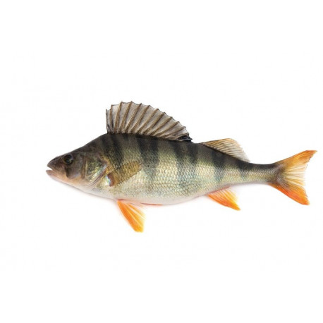 Sticker muraux poisson perche