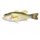 Sticker perche Black bass