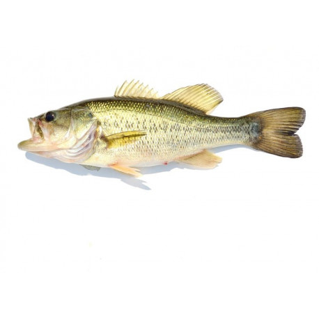 Sticker perche Black bass