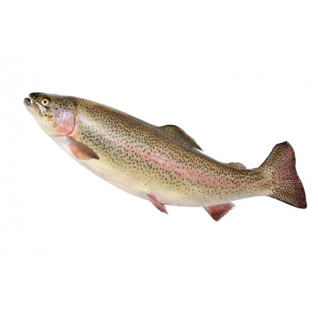 Autocollant mural saumon deco