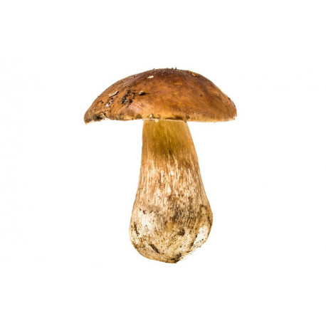 Sticker champignon avec escargot