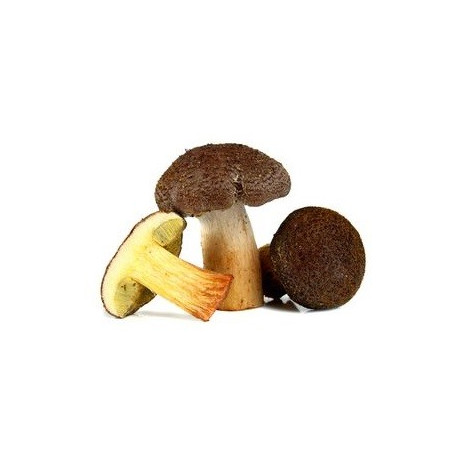 Sticker champignons Cépe