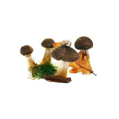 Sticker champignons Cépe feuille et escargot