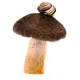 Sticker champignon avec escargot