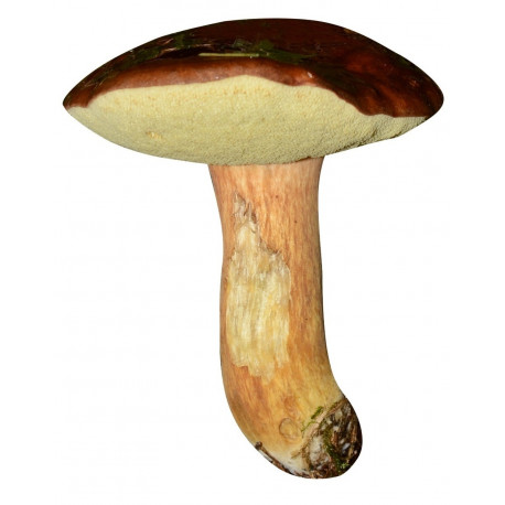 Sticker champignon Cépe