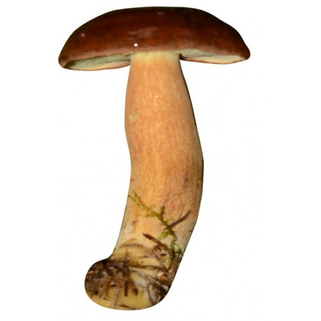 Sticker champignon Cépe
