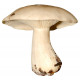 Sticker champignon blanc