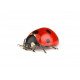 Sticker coccinelle marche