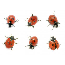 Sticker coccinelle dort