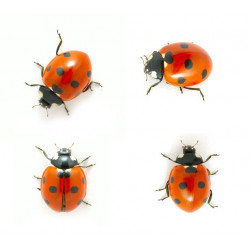 Sticker coccinelles planche