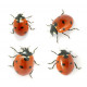 Sticker deux coccinelles planche