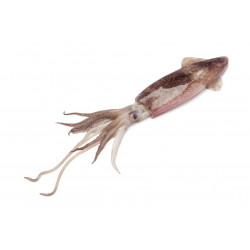 Sticker phare sans maison