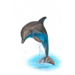 Sticker mer Dauphin