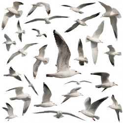 Sticker mer Mouette