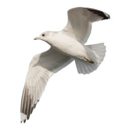 Sticker vitre mer Mouette