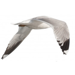 Sticker mer Mouette deco