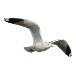 Sticker mer Mouette vol