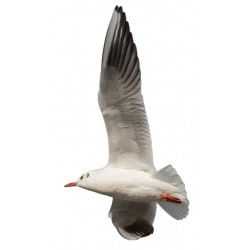 Sticker mural mer Mouette vol