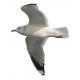 Sticker mer Mouette plane