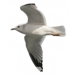 Sticker mer Mouette plane