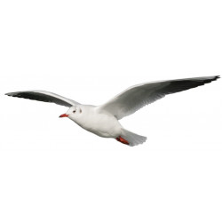 Sticker mer Mouette plane pas cher