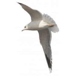 Sticker mer Mouettes pas cher