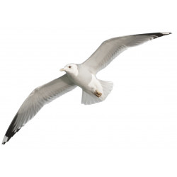 Sticker muraux mer Mouettes