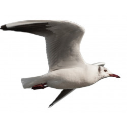Sticker mer Mouettes