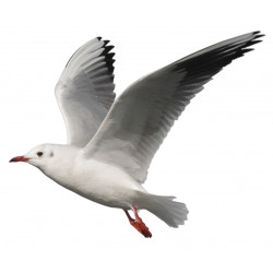 Sticker mer Mouettes deco